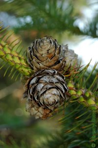 Cupressaceae Cunninghamia lanceolata - Chinese fir: Cone.