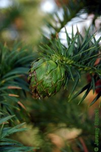 Cupressaceae Cunninghamia lanceolata - Chinese fir: Cone.