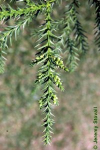 Cupressaceae Cunninghamia lanceolata - Chinese fir: Cones first beginning to form.