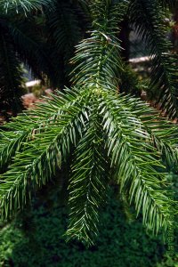 Cupressaceae Cunninghamia lanceolata - Chinese fir: Leaves, alternate, evergreen, pointy.
