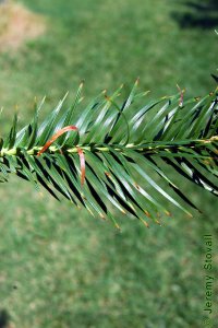 Cupressaceae Cunninghamia lanceolata - Chinese fir: Leaves, alternate, evergreen, pointy.