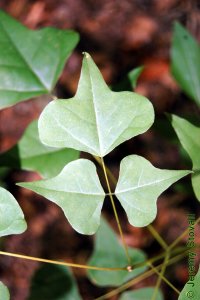 Fabaceae Erythrina herbacea - southeastern coralbean: Leaf, alternate, trifoliately compound, distinctly lobed leaflets.