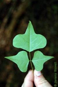Fabaceae Erythrina herbacea - southeastern coralbean: Leaf, alternate, trifoliately compound, distinctly lobed leaflets.