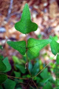 Fabaceae Erythrina herbacea - southeastern coralbean: Leaf, alternate, trifoliately compound, distinctly lobed leaflets.