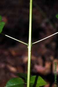 Fabaceae Erythrina herbacea - southeastern coralbean: Twig, while leaf arrangement is alternate, a substantial percentage of nodes in this species can appear opposite.