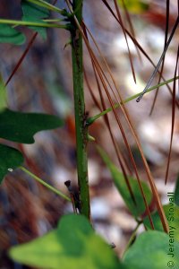 Fabaceae Erythrina herbacea - southeastern coralbean: Twig, while leaf arrangement is alternate, a substantial percentage of nodes in this species can appear opposite.