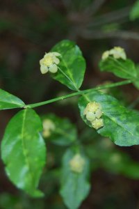 Celastraceae Euonymus americanus - strawberry bush: Flower, whitish-yellow, 5 petals.