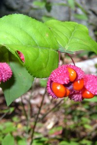 Celastraceae Euonymus americanus - strawberry bush: Fruit, capsule, texture and color lend this shrub its namesake.