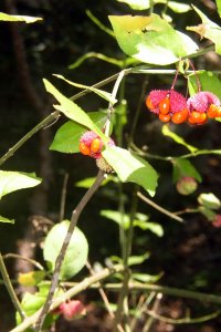 Celastraceae Euonymus americanus - strawberry bush: Fruit, capsule, texture and color lend this shrub its namesake.