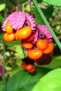 Celastraceae Euonymus americanus - strawberry bush: Fruit, capsule, texture and color lend this shrub its namesake.