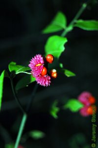 Celastraceae Euonymus americanus - strawberry bush: Fruit, capsule, texture and color lend this shrub its namesake.