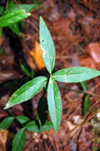 Celastraceae Euonymus americanus - strawberry bush: Leaves, opposite, simple, narrow.
