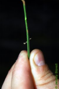Celastraceae Euonymus americanus - strawberry bush: Twig, square in cross-section.