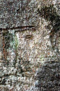 Fagaceae Fagus grandifolia - American beech: Bark on a tree 24 inches in diameter at breast height.  Regardless of size bark remains smooth and grey, making this the prototypical initial carving tree.