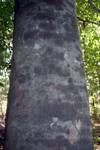 Fagaceae Fagus grandifolia - American beech: Bark on a tree 24 inches in diameter at breast height.  Regardless of size bark remains smooth and grey, making this the prototypical initial carving tree.