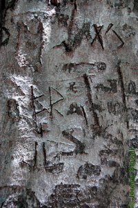 Fagaceae Fagus grandifolia - American beech: Bark on a tree 24 inches in diameter at breast height.  Regardless of size bark remains smooth and grey, making this the prototypical initial carving tree.