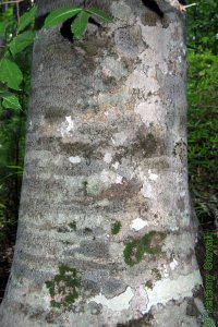 Fagaceae Fagus grandifolia - American beech: Bark on a tree 16 inches in diameter at breast height.  Regardless of size bark remains smooth and grey, making this the prototypical initial carving tree.