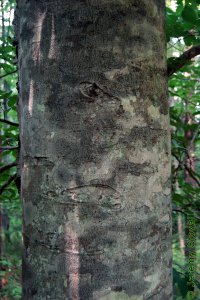 Fagaceae Fagus grandifolia - American beech: Bark on a tree 16 inches in diameter at breast height.  Regardless of size bark remains smooth and grey, making this the prototypical initial carving tree.