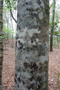 Fagaceae Fagus grandifolia - American beech: Bark on a tree 12 inches in diameter at breast height. Regardless of size bark remains smooth and grey, making this the prototypical initial carving tree.