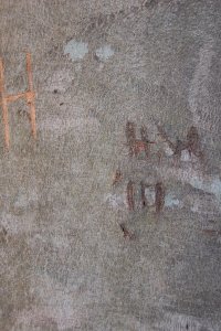 Fagaceae Fagus grandifolia - American beech: Bark on a tree 14 inches in diameter at breast height. Regardless of size bark remains smooth and grey, making this the prototypical initial carving tree.