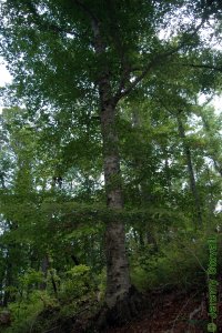 Fagaceae Fagus grandifolia - American beech: Form, a large usually single-trunked tree that gets pronounced buttress roots when larger.
