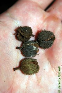 Fagaceae Fagus grandifolia - American beech: Fruit, nut in a burred, triangular woody husk.