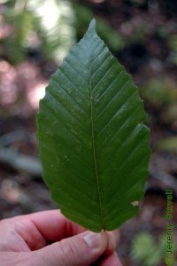 Fagaceae Fagus grandifolia - American beech: Leaf, alternate, simple, parallel veins each ending in a small tooth.