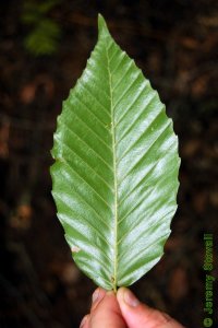Fagaceae Fagus grandifolia - American beech: Leaf, alternate, simple, parallel veins each ending in a small tooth.