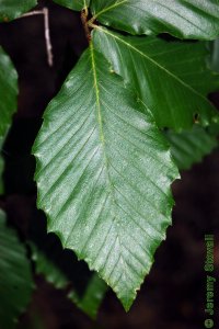 Fagaceae Fagus grandifolia - American beech: Leaf, alternate, simple, parallel veins each ending in a small tooth.