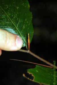 Fagaceae Fagus grandifolia - American beech: Twig showing alternate leaf arrangement and long, pointy, cigar-like buds.