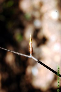 Fagaceae Fagus grandifolia - American beech: Twig showing alternate leaf arrangement and long, pointy, cigar-like buds.