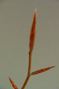 Fagaceae Fagus grandifolia - American beech: Twig showing alternate leaf arrangement and long, pointy, cigar-like buds.