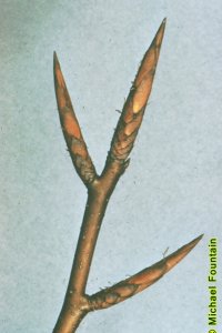 Fagaceae Fagus grandifolia - American beech: Twig showing alternate leaf arrangement and long, pointy, cigar-like buds.