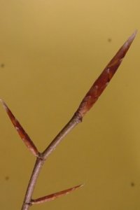 Fagaceae Fagus grandifolia - American beech: Twig showing alternate leaf arrangement and long, pointy, cigar-like buds.
