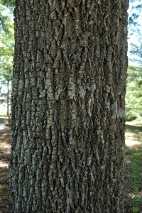 Oleaceae Fraxinus americana - white ash: Bark of a tree 20 inches in diameter at breast height.