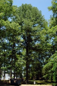 Oleaceae Fraxinus americana - white ash: Form of a tree grown in a natural stand that has since been converted to a park.