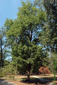Oleaceae Fraxinus americana - white ash: Form of a tree grown in a natural stand that has since been converted to a park.