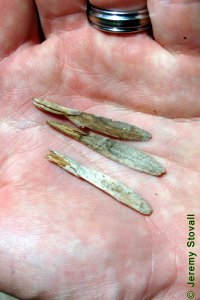 Oleaceae Fraxinus americana - white ash: Fruit, samaras, seed will be much rounder than green ash.