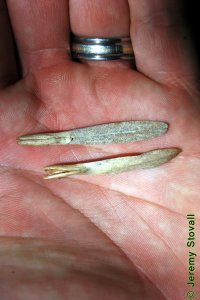 Oleaceae Fraxinus americana - white ash: Fruit, samaras, seed will be much rounder than green ash.