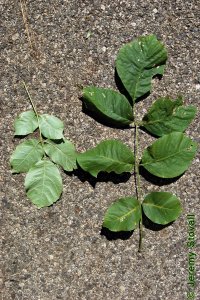 Oleaceae Fraxinus americana - white ash: Leaves, opposite, pinnately compound, leaflets typically rounded.
