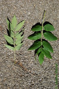 Oleaceae Fraxinus americana - white ash: Leaves, opposite, pinnately compound, leaflets typically rounded.