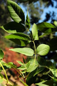 Oleaceae Fraxinus americana - white ash: Leaves, opposite, pinnately compound, leaflets typically rounded.