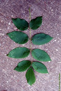 Oleaceae Fraxinus americana - white ash: Leaves, opposite, pinnately compound, leaflets typically rounded.