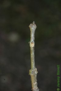 Oleaceae Fraxinus americana - white ash: Twig showing opposite leaf arrangement, leaf scars form &#039;U&#039; around lateral buds.