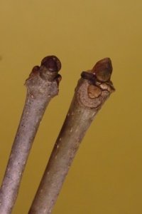 Oleaceae Fraxinus americana - white ash: Twig showing opposite leaf arrangement, leaf scars form &#039;U&#039; around lateral buds.