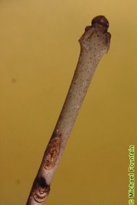 Oleaceae Fraxinus americana - white ash: Twig showing opposite leaf arrangement, leaf scars form &#039;U&#039; around lateral buds.