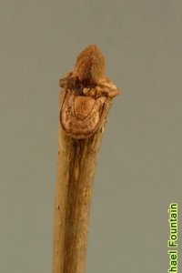 Oleaceae Fraxinus americana - white ash: Twig showing opposite leaf arrangement, leaf scars form &#039;U&#039; around lateral buds.