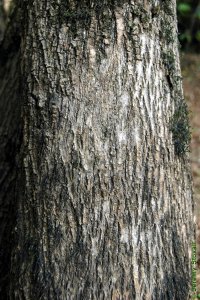 Oleaceae Fraxinus caroliniana - Carolina ash: Bark on a tree 14 inches in diameter at breast height.
