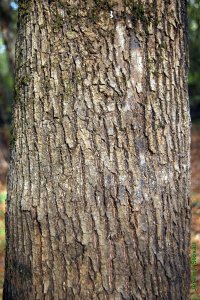 Oleaceae Fraxinus caroliniana - Carolina ash: Bark on a tree 14 inches in diameter at breast height.