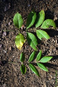 Oleaceae Fraxinus caroliniana - Carolina ash: Leaves, opposite, compound, leaflets range from lanceolate to oval.